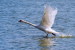 03A 073  @    Bird Swans Oiseaux  Cygnes Vögel  Schwäne Pájaros  Cisnes  ( Postal Stationery , Articles Postaux ) - Cygnes