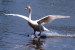 03A 076   @    Bird Swans Oiseaux  Cygnes Vögel  Schwäne Pájaros  Cisnes  ( Postal Stationery , Articles Postaux ) - Cisnes