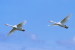 03A 080   @    Bird Swans Oiseaux  Cygnes Vögel  Schwäne Pájaros  Cisnes  ( Postal Stationery , Articles Postaux ) - Cisnes