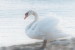 03A 084   @    Bird Swans Oiseaux  Cygnes Vögel  Schwäne Pájaros  Cisnes  ( Postal Stationery , Articles Postaux ) - Zwanen