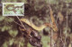 Jamaica 1984 MiNr. 591 - 94 Jamaika WWF REPTILES Jamaican Boa (Epicrates Subflavus) 4v MC 70,00 € - Snakes