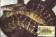 Jamaica 1984 MiNr. 591 - 94 Jamaika WWF REPTILES Jamaican Boa (Epicrates Subflavus) 4v MC 70,00 € - Snakes