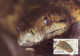 Jamaica 1984 MiNr. 591 - 94 Jamaika WWF REPTILES Jamaican Boa (Epicrates Subflavus) 4v MC 70,00 € - Serpents