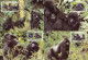 Rwanda 1985 MiNr. 1292 - 1296 Ruanda WWF Monkeys Eastern Gorilla(Gorilla Gorilla Beringei) 4 MC 24,00 € - Gorilas