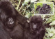 Rwanda 1985 MiNr. 1292 - 1296 Ruanda WWF Monkeys Eastern Gorilla(Gorilla Gorilla Beringei) 4 MC 24,00 € - Gorilla's