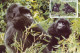 Rwanda 1985 MiNr. 1292 - 1296 Ruanda WWF Monkeys Eastern Gorilla(Gorilla Gorilla Beringei) 4 MC 24,00 € - Gorilles