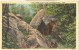 USA – United States – I Can't Bear To Leave The Adirondack Mts. Unused Linen Postcard [P6029] - Adirondack