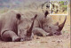 Swaziland 1987 Mi.No. 528 - 531 Animals White Rhinoceros  (Ceratotherium Simum) WWF 4v MC 16,00 € - Rhinoceros
