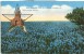 USA – United States – Blue Bonnets, The Texas State Flower, Texas State Capitol, 1946 Used Linen Postcard [P6274] - Other & Unclassified