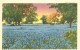 USA – United States – Bluebonnets, The State Flower Of Texas, Unused Linen Postcard [P6322] - Other & Unclassified