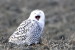 (Y47-007 ) Owl Bird Oiseaux Hiboux Chouettes Búhos Uilen, Postal Stationery -Articles Postaux -Postsache F - Gufi E Civette