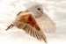 (Y47-008 ) Owl Bird Oiseaux Hiboux Chouettes Búhos Uilen, Postal Stationery -Articles Postaux -Postsache F - Eulenvögel