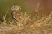 (Y47-012 ) Owl Bird Oiseaux Hiboux Chouettes Búhos Uilen, Postal Stationery -Articles Postaux -Postsache F - Gufi E Civette