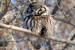(Y47-015 ) Owl Bird Oiseaux Hiboux Chouettes Búhos Uilen, Postal Stationery -Articles Postaux -Postsache F - Gufi E Civette