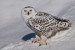 (Y47-027  ) Owl Bird Oiseaux Hiboux Chouettes Búhos Uilen, Postal Stationery -Articles Postaux -Postsache F - Owls