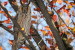 (Y47-029  ) Owl Bird Oiseaux Hiboux Chouettes Búhos Uilen, Postal Stationery -Articles Postaux -Postsache F - Búhos, Lechuza