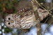 (Y47-036  ) Owl Bird Oiseaux Hiboux Chouettes Búhos Uilen, Postal Stationery -Articles Postaux -Postsache F - Uilen