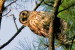 (Y47-038  ) Owl Bird Oiseaux Hiboux Chouettes Búhos Uilen, Postal Stationery -Articles Postaux -Postsache F - Búhos, Lechuza