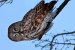 (Y47-044  ) Owl Bird Oiseaux Hiboux Chouettes Búhos Uilen, Postal Stationery -Articles Postaux -Postsache F - Hiboux & Chouettes