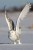 (Y47-050  ) Owl Bird Oiseaux Hiboux Chouettes Búhos Uilen, Postal Stationery -Articles Postaux -Postsache F - Hiboux & Chouettes