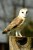 (Y47-053  ) Owl Bird Oiseaux Hiboux Chouettes Búhos Uilen, Postal Stationery -Articles Postaux -Postsache F - Hiboux & Chouettes