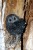 (Y47-055  ) Owl Bird Oiseaux Hiboux Chouettes Búhos Uilen, Postal Stationery -Articles Postaux -Postsache F - Uilen