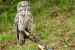 (Y47-072  ) Owl Bird Oiseaux Hiboux Chouettes Búhos Uilen, Postal Stationery -Articles Postaux -Postsache F - Hiboux & Chouettes