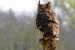 (Y47-076  ) Owl Bird Oiseaux Hiboux Chouettes Búhos Uilen, Postal Stationery -Articles Postaux -Postsache F - Hiboux & Chouettes