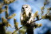 (Y47-083  ) Owl Bird Oiseaux Hiboux Chouettes Búhos Uilen, Postal Stationery -Articles Postaux -Postsache F - Uilen