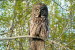 (Y47-085  ) Owl Bird Oiseaux Hiboux Chouettes Búhos Uilen, Postal Stationery -Articles Postaux -Postsache F - Uilen