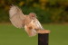 (Y47-090  ) Owl Bird Oiseaux Hiboux Chouettes Búhos Uilen, Postal Stationery -Articles Postaux -Postsache F - Uilen