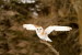 (Y47-094  ) Owl Bird Oiseaux Hiboux Chouettes Búhos Uilen, Postal Stationery -Articles Postaux -Postsache F - Uilen