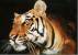 TIGRE DEL BENGALA Panthera Tigris Tigris - Tigres