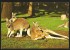 Red Kangaroos Australia Darwin Northern Territory 1979 - Darwin