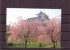 Japan, Nagoya Castle And Full-blown Cherry Tree,  Post Card, With Nice Cancellation - Cartoline Postali