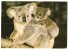 Koala Bondi Junction Sydney 1978 - Sydney