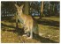 Kangaroo Bondi Junction Sydney 1978 - Sydney