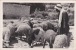 Bethlehem - A Shepherd, Sheep, Old Real Photo Postcard - Palestine