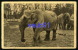 Eléphants D'Asie    - Parc Zoologique De Vincennes   - Paris  - Réf : 19604 - Elefantes