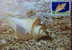 Maxi Cards Taiwan 2010 Seashell Stamps (IV) Shell Marine Life Fauna - Cartes-maximum