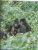 Delcampe - Gorillas, Wildlife / Gorilles, Livre Educatif, Photos, Dessins, Squelette, Vie Sauvage / Zoo Book / - Wildlife