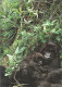 Delcampe - Gorillas, Wildlife / Gorilles, Livre Educatif, Photos, Dessins, Squelette, Vie Sauvage / Zoo Book / - Vita Selvaggia