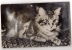 Carte Postale Musicale,Allain,Chat , - Cats