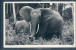 Eléphant, - Elefantes