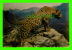 ANIMAL - JAGUAR (FELIS ONCA TRUE) - DIMENDION 15 X 23 Cm - DEXTER PRESS - - Tigri