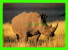 WHITE RHINOCEROS (CERATOTHERIUM SIMUM) - SOUTH AFRICA - WAYRON POSTCARD DIST - - Rhinoceros