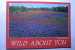 Texas - Wildflowers - Bluebonnets And Indian Paintbrush - Otros & Sin Clasificación