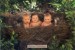 Original Anne Geddes Postcard, Postkarte, Carte Postale, New, Babies, Child, Tree, Nest, Greenery - Other & Unclassified