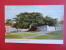 Antilles > Bahamas Islands Nassau Silk Cotton Tree   Undivded Back== = = =  =ref 346 - Bahamas