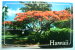 Hawaii - The Flame Tree - Big Island Of Hawaii